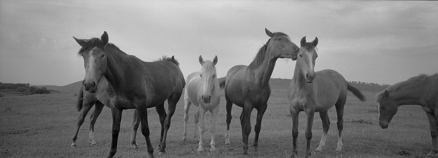 Horses