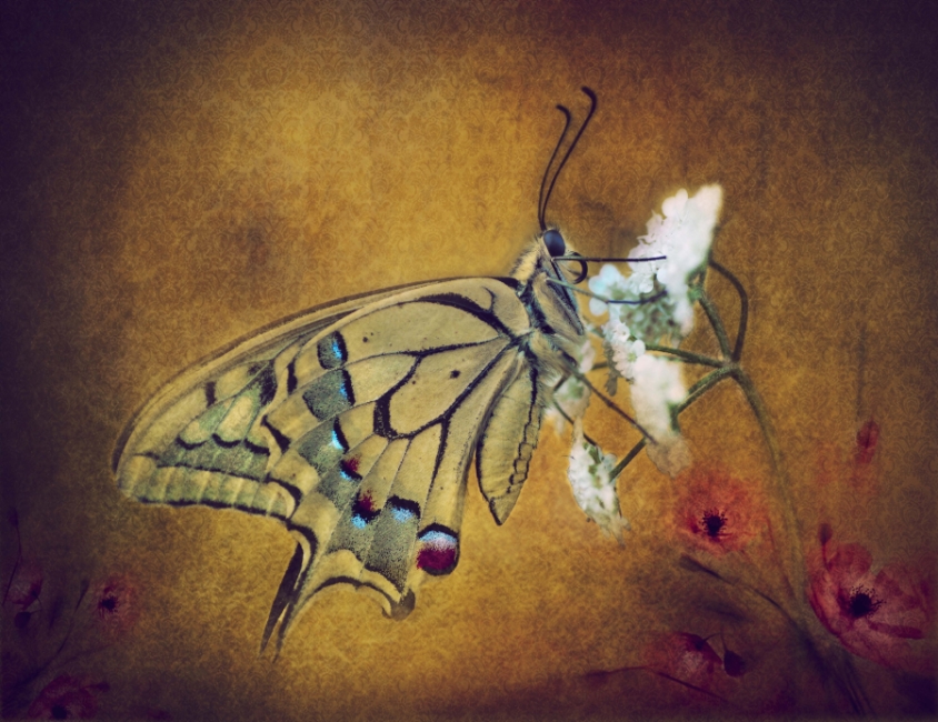 Papilio machaon