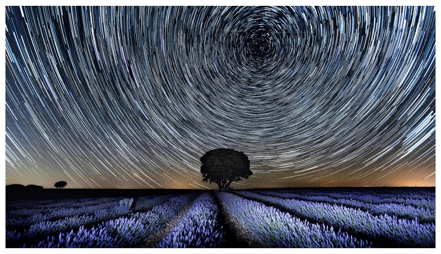 campo de lavanda