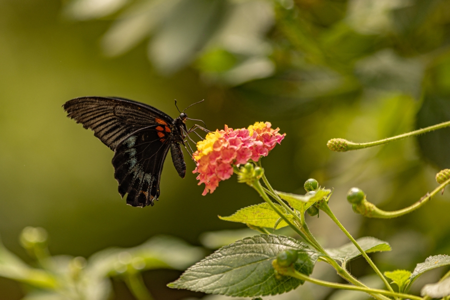 La mariposa