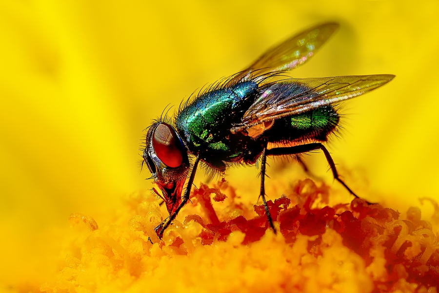 &quot;La mosca&quot;