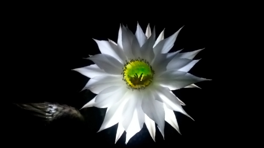 La reina de la noche