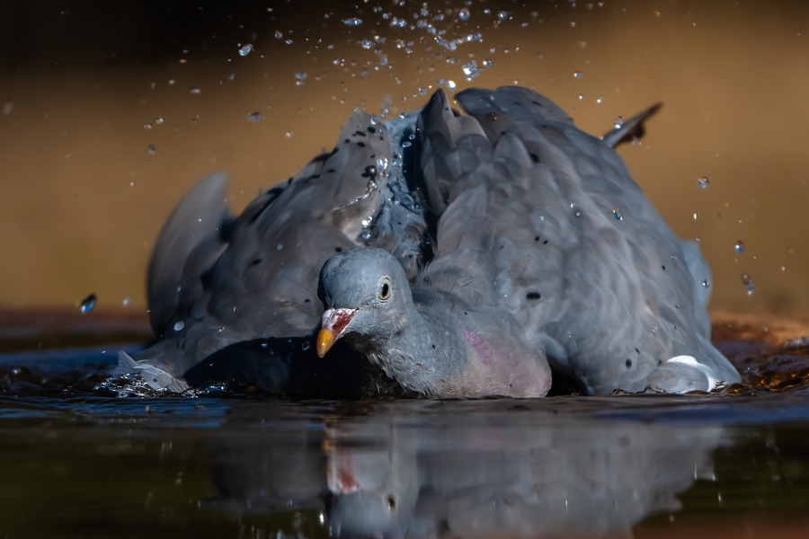 La toilette
