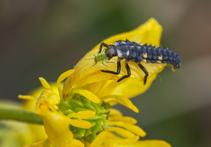 LARVA MARIQUITA
