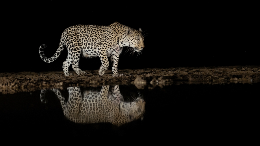 Leopardo llegando