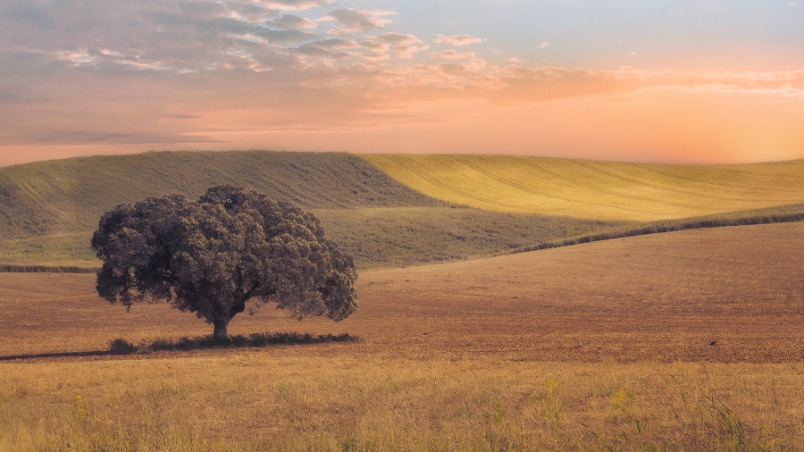 Campos de Andalucía