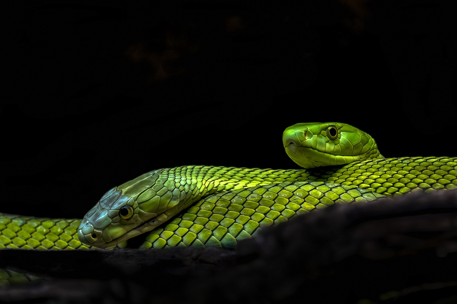 Mamba verde