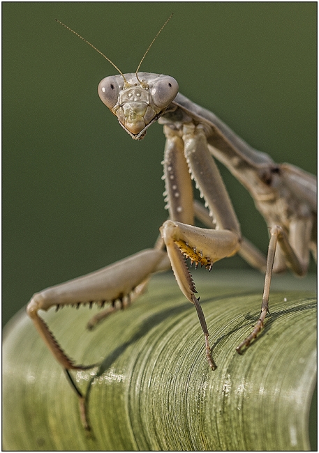 Mantis III