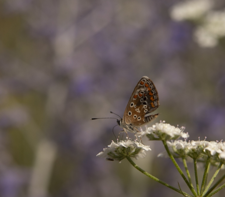 Mariposa