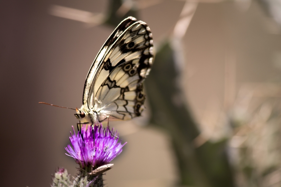 Mariposa 4