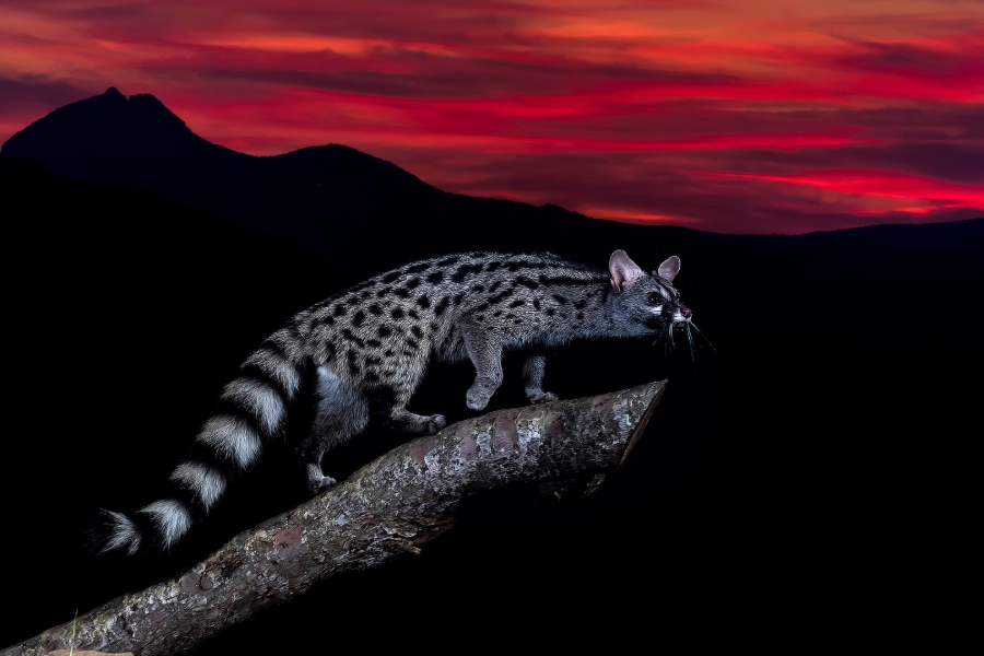 Merodeando al Atardecer.