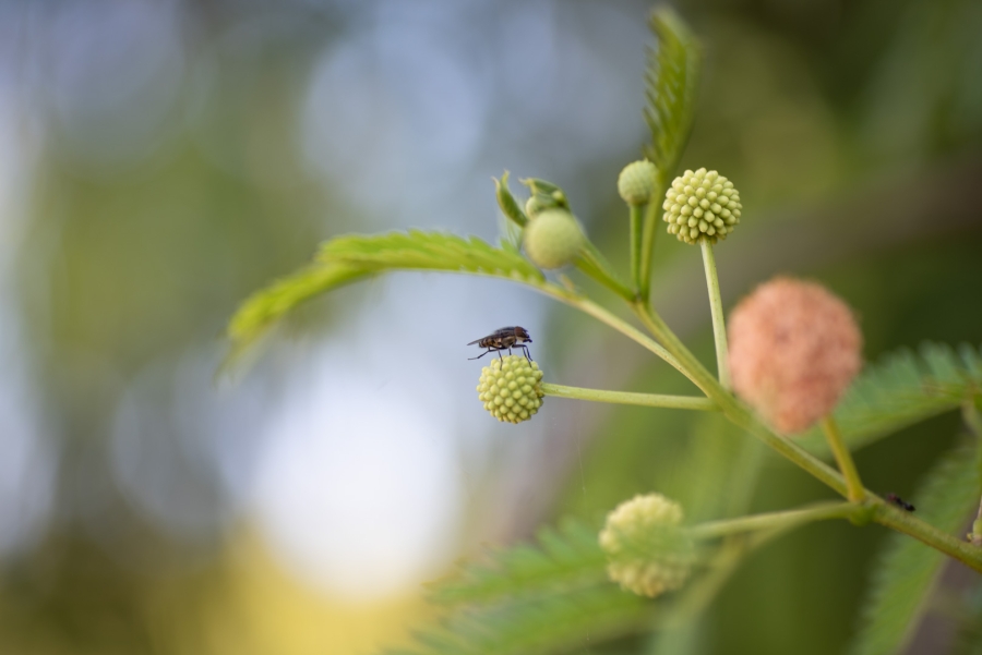 Mimosa con mosca