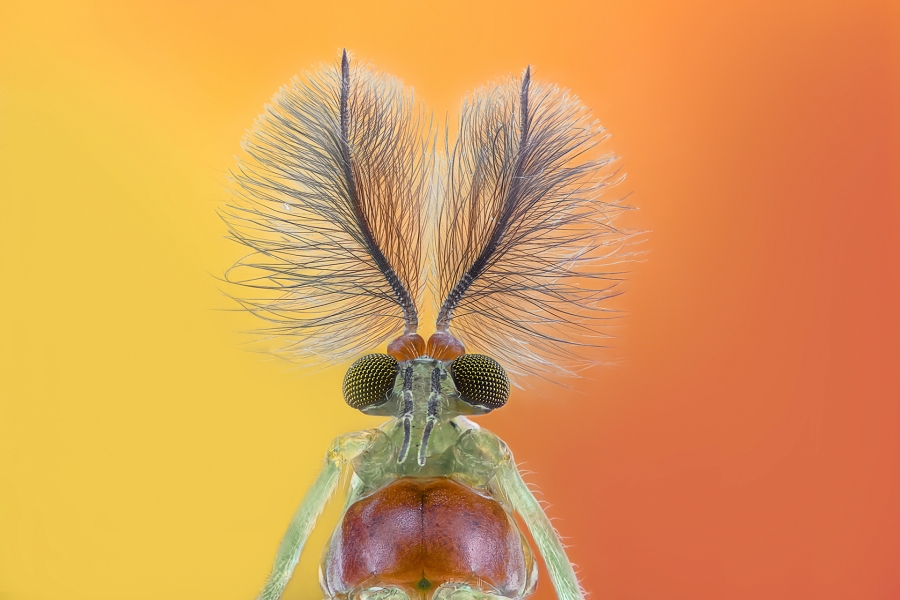 Mosquitoman