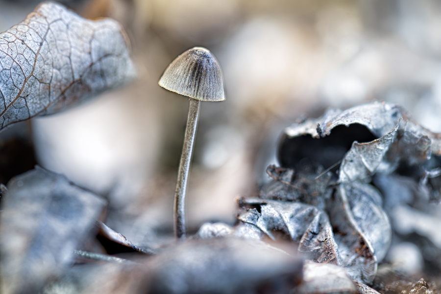 Mycena DSC5855