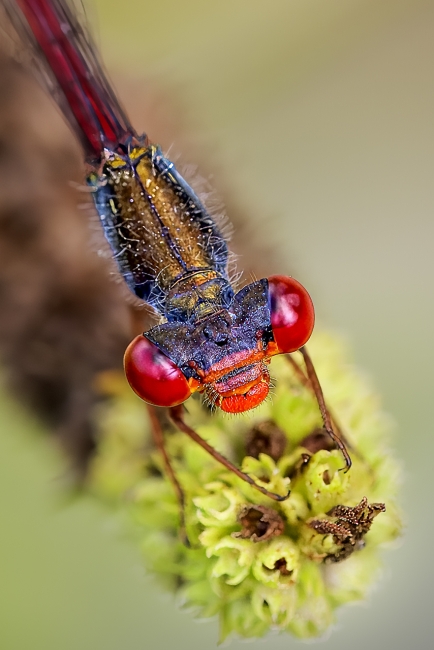 Ojos