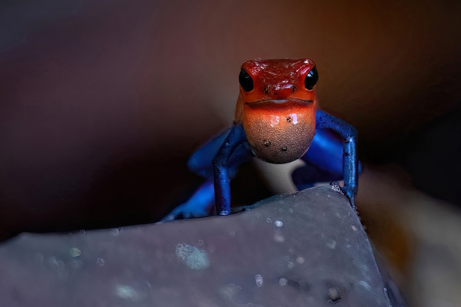 Oophaga pumilio