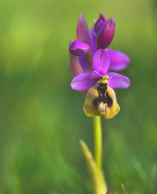 Orquídea abejera(Oprystenthrenidifera)