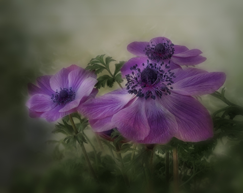 anemonas