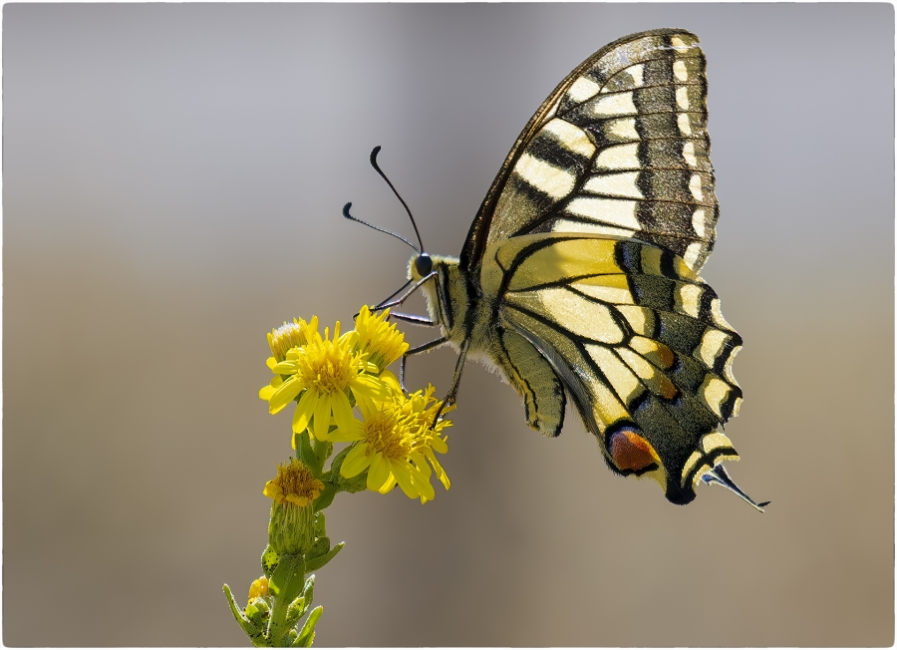 Papilio Machaon