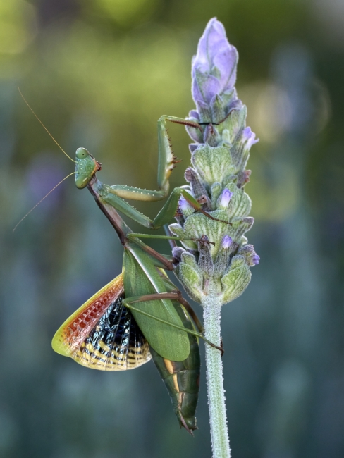 Iris oratoria