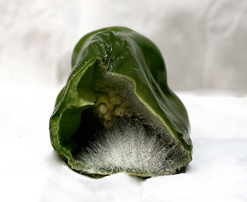 PIMIENTO