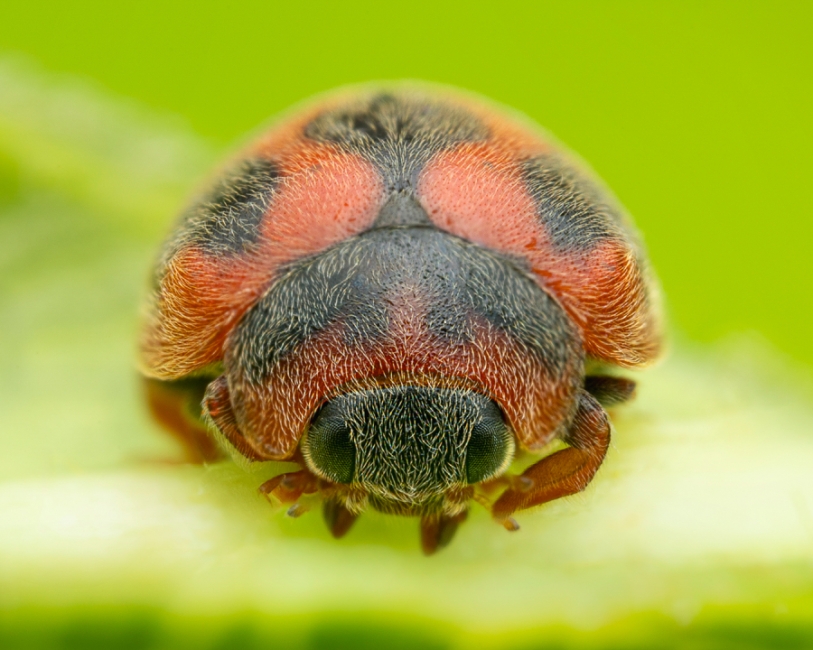 Rodolia Cardinalis 4x