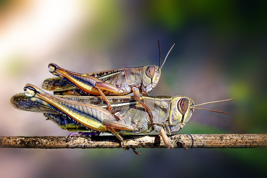 &quot;Saltamontes&quot;