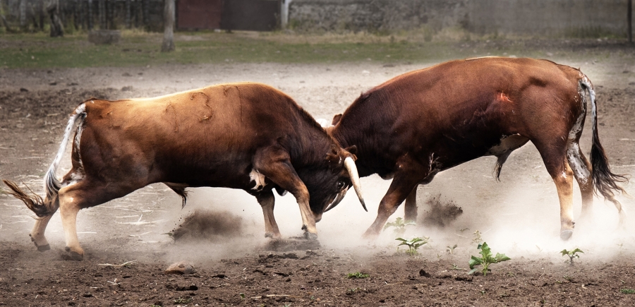 TOROS ENFRENTADOS