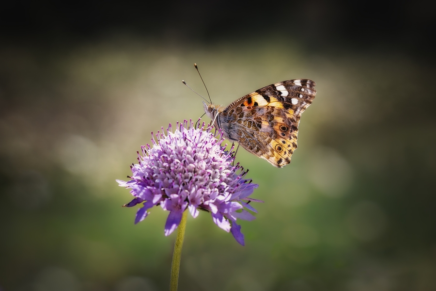 VANESA CARDUI