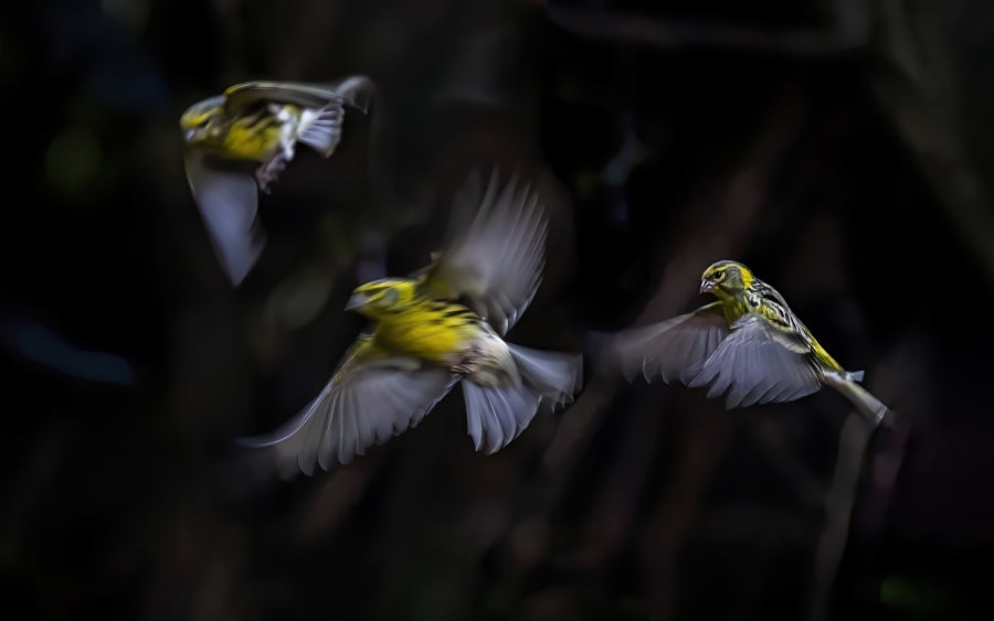 Verdecillos en vuelo