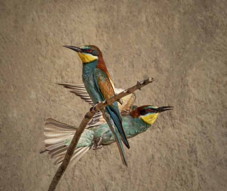 Volando Voy