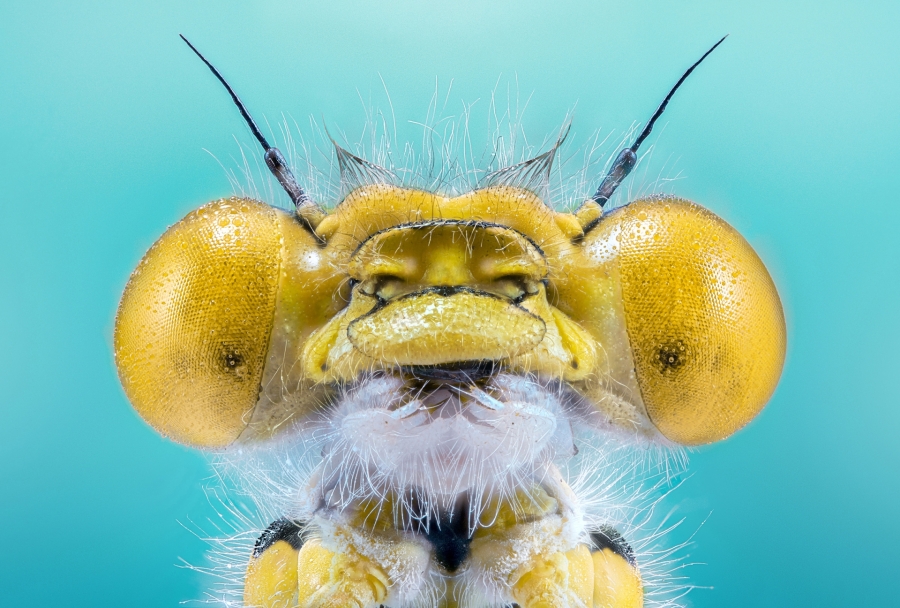 Yellow Damselfly CloseUp