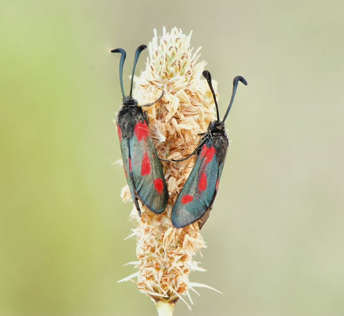 Pareja de zygaenas