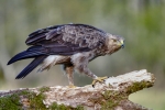 Aguila Pomerania, Bialowieza. (Clanga Pomarina)
