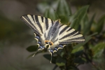 Mariposa Chupaleches (Iphiclides feisthamelii)