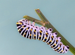 Oruga papilio machaón