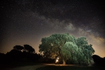 El Arbol màgico