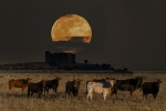 Ese toro