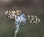 MELITAEA