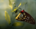 Mariposa Siproeta