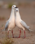 Amor de gaviotas
