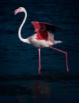 Flamenco