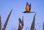 Al vuelo