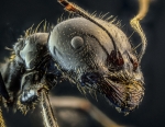 Formicidae