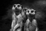 Suricatas