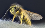 Avispa comun