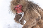 Snow monkey