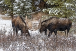 Berrea de alces