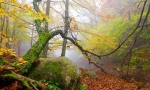 Green arch on fog