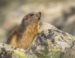 Marmota alpina